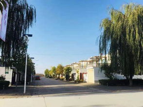 情系西頭村 攜手奔小康