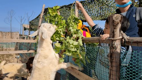 元旦假期 原始部落非洲鼓 diy印第安服飾 柑橘星球品玫瑰柑 篝火晚會烤全羊 入住溫泉小木屋