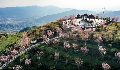 同安白交祠打造 廈門最高賞櫻平臺 ,櫻花成鄉村振興密碼