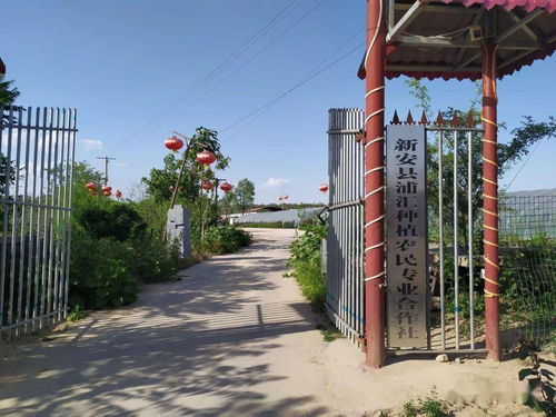 全省大聯動 巾幗助消費 洛陽接力中 八