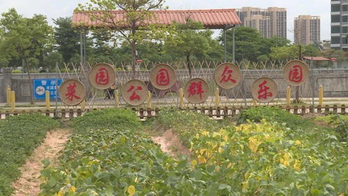 創建全國文明鎮 橫瀝鎮山廈村 讓美麗成為一種常態