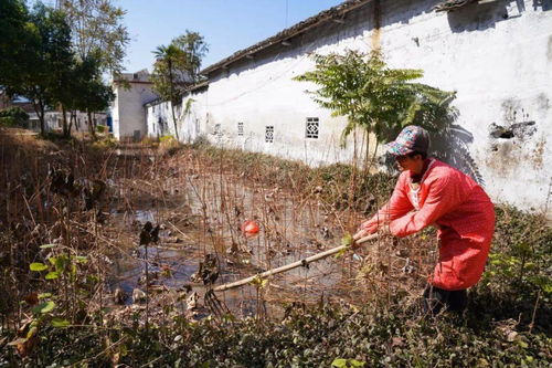 南山力量照亮山鄉致富路——陂頭鎮連光村屋頂光伏幫扶紀實